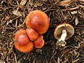 !Stropharia aurantiaca!