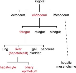 <span class="mw-page-title-main">Cell lineage</span> Developmental history of a tissue or organ