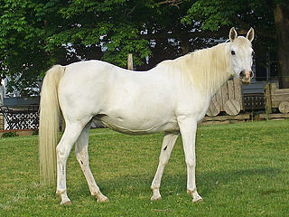 <span class="mw-page-title-main">Mare</span> Female horse