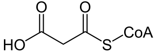 <span class="mw-page-title-main">Malonyl-CoA</span> Chemical compound