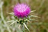 Milk thistle.jpg