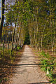 Nederlands: Natuurgebied Westerveld, Hilversum English: Natural landscape Westerveld, Hilversum