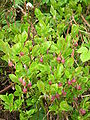 Bilberry flowers