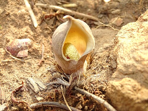 Plante rare au Bénin Photograph: KOUAGOU Damien