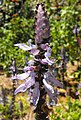 Plectranthus neochilus