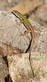 Image 23 Italian wall lizard Photo: Richard Bartz The Italian wall lizard (Podarcis sicula) is native to southern and southeastern Europe. As the name suggests, it is the most abundant lizard species in southern Italy. The species is known for having been subject to "rapid evolution": In 1971, ten adult specimens were brought to the Croatian island of Pod Mrčaru from a neighbouring island, where they founded a new bottlenecked population. After the Yugoslav Wars, scientists found that the Pod Mrčaru population differed greatly from the original group, although the two are genetically identical. The most surprising difference was that individuals on Pod Mrčaru had developed cecal valves, "a brand new feature not present in the ancestral population". More selected pictures