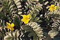 Potentilla anserina