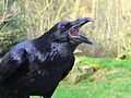 Raven Corvus corax ravn