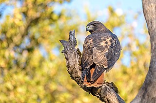 <span class="mw-page-title-main">Red-tailed hawk</span> Species of bird