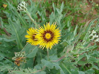 <i>Reichardia</i> Genus of plants