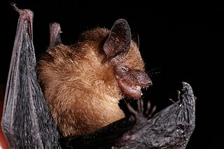 <i>Rhogeessa</i> Genus of bats