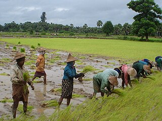 <span class="mw-page-title-main">Rice production in Myanmar</span>