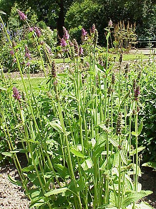 <i>Stachys affinis</i> Species of flowering plant