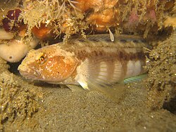 A stripedfin ronquil (Rathbunella hypoplecta) photographed in Scripps Canyon