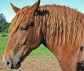 Image 13The pinna of a horse's ears can rotate in any direction to pick up sounds (from Equine anatomy)