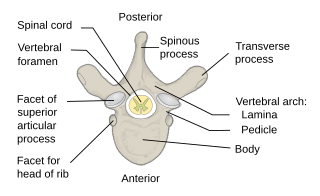 <span class="mw-page-title-main">Vertebra</span> Bone in the vertebral column