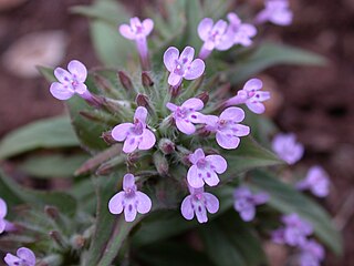 <i>Ziziphora</i> Genus of plants