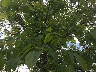 Дрво од орев во село Раштак