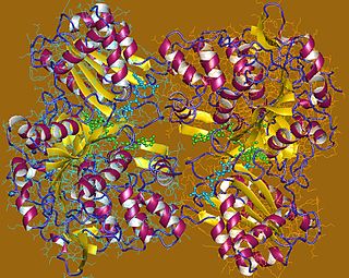 <span class="mw-page-title-main">NADPH—hemoprotein reductase</span> Enzyme