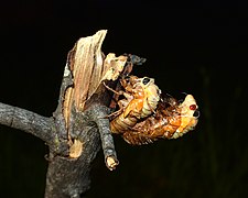 2021-05-13 19 29 09 Brood X periodical cicadas molting on top of one another.jpg