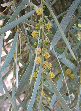 <i>Acacia pendula</i> Species of legume