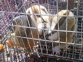 Three slow lorises curled up in a wire cage on a dirty street