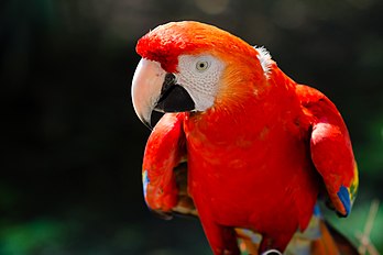 Ara rouge (Ara macao), au zoo de Münster. (définition réelle 3 237 × 2 158)