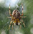 European garden spider (Araneus diadematus)