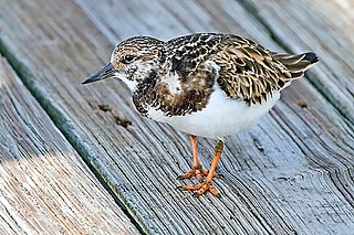 <span class="mw-page-title-main">Turnstone</span> Genus of birds