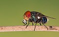 Image 47Numerous species of Calliphoridae or blow fly commonly known as Green bottle fly are found in Bangladesh. The pictured specimen was photographed at Baldha Garden, Dhaka. Photo Credit: Azim Khan Ronnie