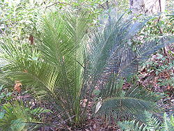 Macrozamia communis.