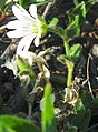 Stórblømt høsnagras (Cerastium arcticum)