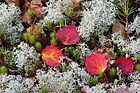 Cladonia spp. + Populus tremula leaves in autumn (Flechten + Herbstblätter) [D]