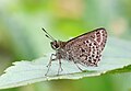 * Nomination Aeromachus stigmata (Moore,1878)- Veined Scrub Hopper. By User:Atanu Bose Photography --MaheshBaruahwildlife 20:50, 5 May 2023 (UTC) * Promotion  Support Good quality. --FlocciNivis 11:22, 6 May 2023 (UTC)