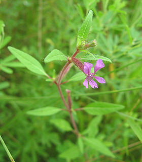 <i>Cuphea viscosissima</i> Species of flowering plant