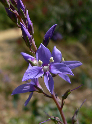 <i>Derwentia</i> (plant) Extinct genus of flowering plants