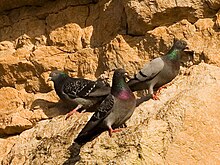 Ferals perching on sea cliffs, Norfolk, England