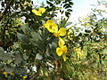 Channel Island tree poppy (Dendromecon harfordii)