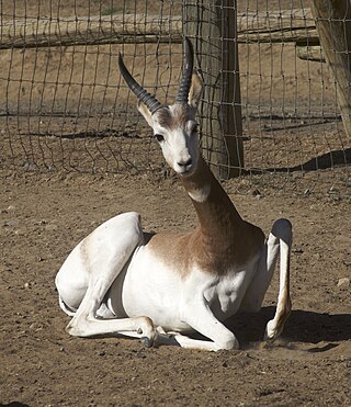 <span class="mw-page-title-main">Wildlife of Niger</span>