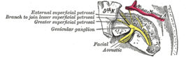 Verloop en verbindingen van de nervus facialis in het rotsbeen (pars petrosa ossis temporalis).