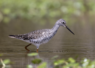 <span class="mw-page-title-main">Greater yellowlegs</span> Species of bird