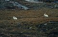 Snow hare