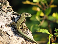 Lézard des murailles