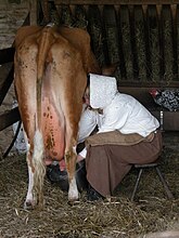 The milking of cattle was once largely by hand. Demonstration at Cogges Manor Farm, Oxfordshire