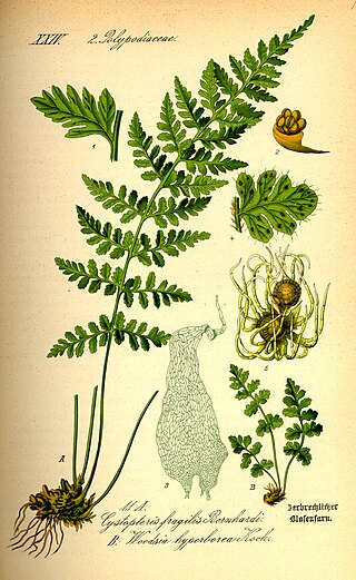 <i>Woodsia alpina</i> Species of fern