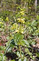 * Nomination Yellow Archangel (Lamium argentatum) --LC-de 22:58, 30 October 2007 (UTC) * Decline Not sharp enough probably due to motion blur (or camera quality?). Also, the background is a bit distracting, I would prefer a lower DOF - Alvesgaspar 12:23, 31 October 2007 (UTC)