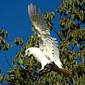 Corella minore su un albero