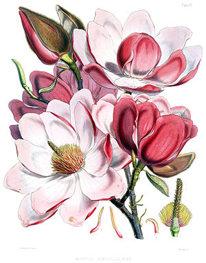 Illustration of magnolia flower