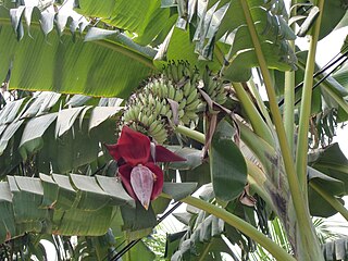 <i>Musa acuminata</i> Species of banana native to Southeast Asia