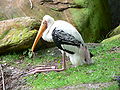 Painted Stork (Mycteria leucocephala)